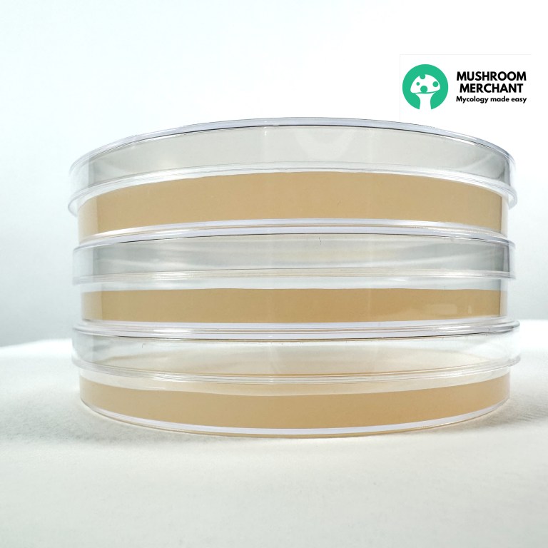 Agar plates made with light malt extract agar premix. Three agar plates for mycology.