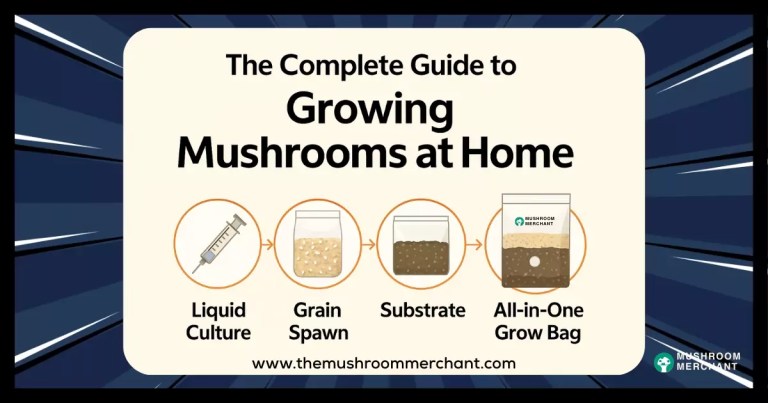 how to grow mushrooms at home instructions