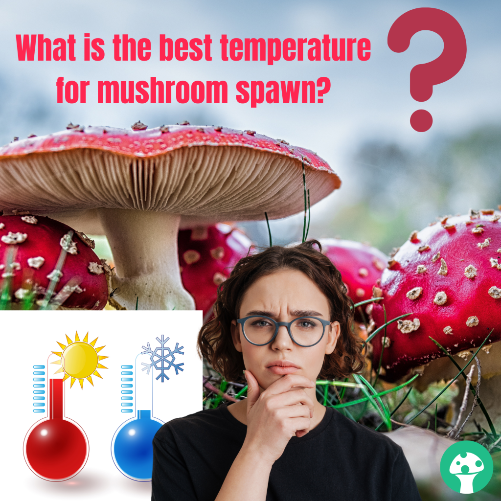 The best temperature for mushroom spawn is written on a wall with a red mushroom.