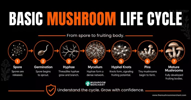 how do mushroom spores grow graphic
