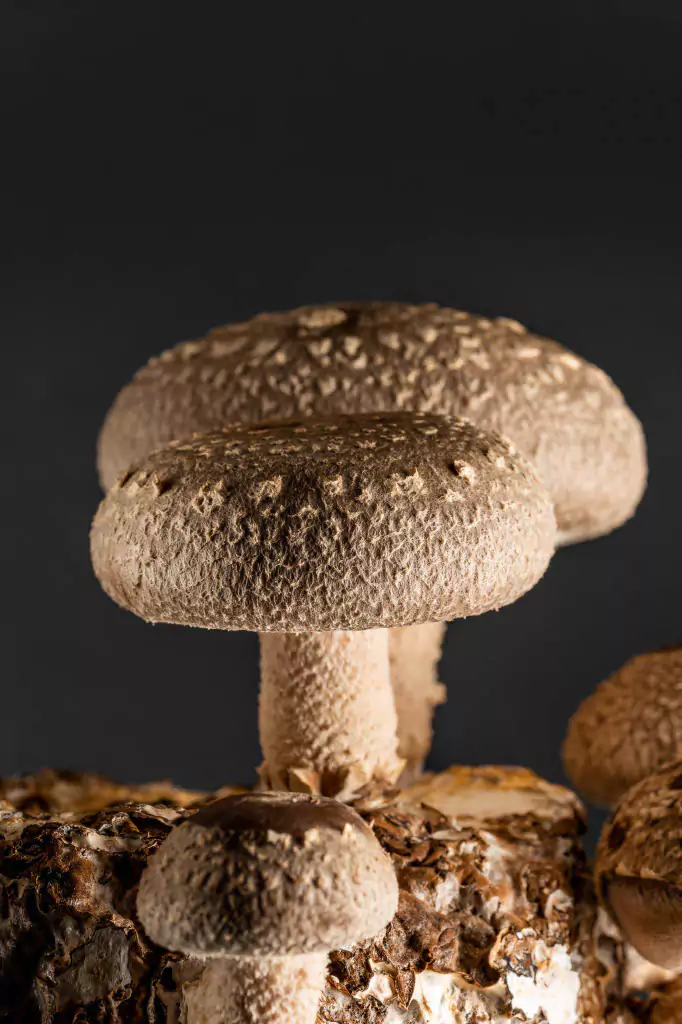 Light focused on brown mushrooms growing from a log. There is a black background behind it.