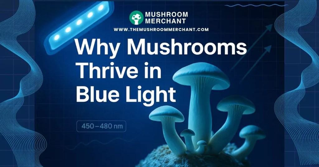 do mushrooms need light to grow on a rock