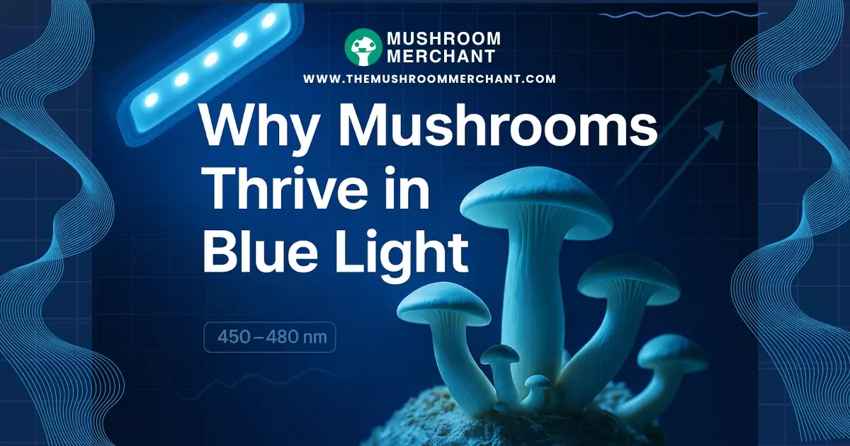 Do Mushrooms Need Light To Grow? - Mushroom Merchant