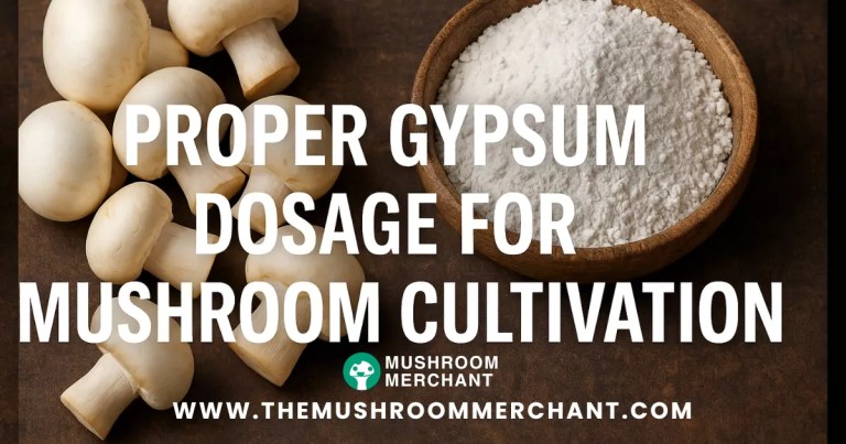 Proper gypsum dosage for mushroom cultivation written in white.