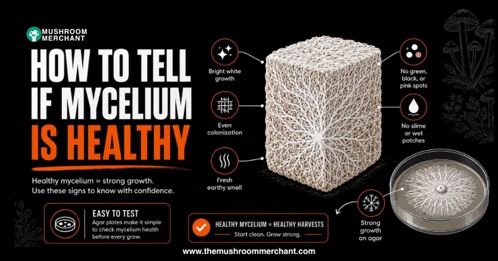 how to tell if mycelium is healthy graphic