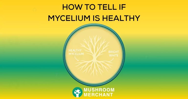 How to tell if mycelium is healthy written on a yellow gradient.