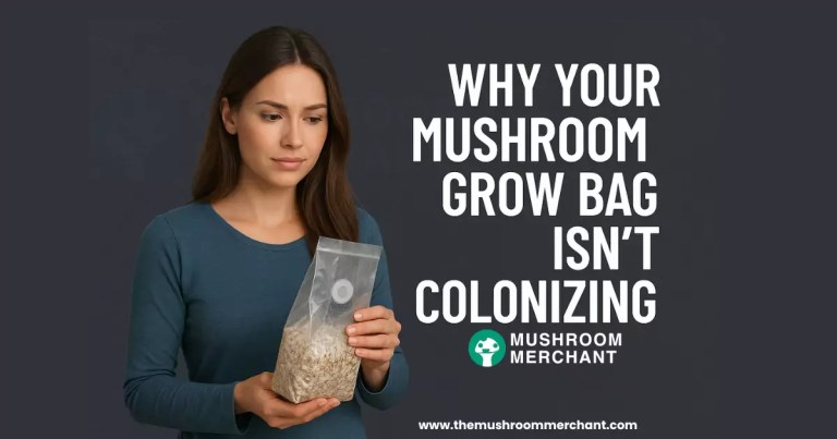 Mushroom grow bag isn't colonizing.