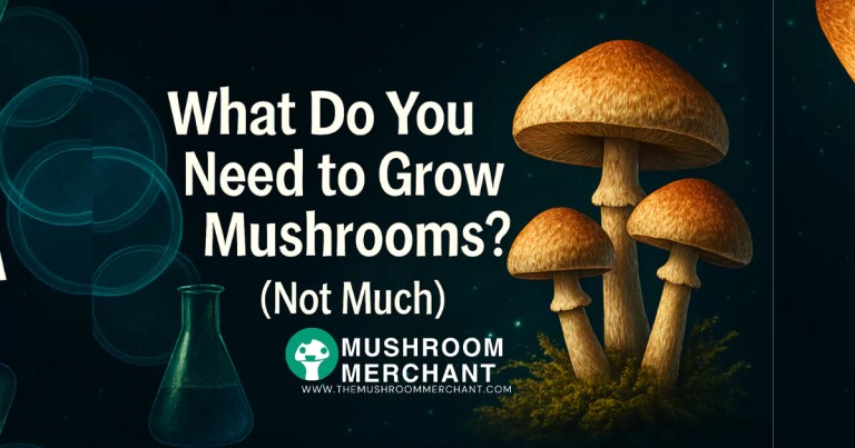 what do you need to grow mushrooms on black background
