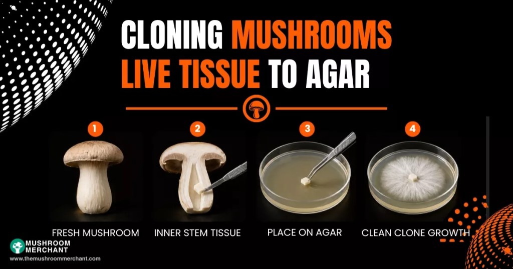 mushroom cloning on agar plates