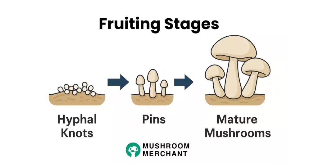 graphic of hyphal knots turning into mature mushroom