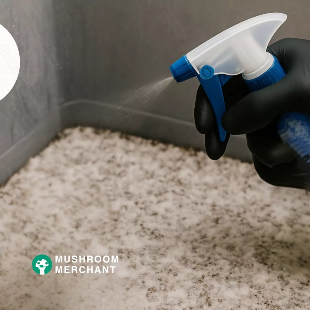 monotub with hyphal knots being sprayed with water bottle