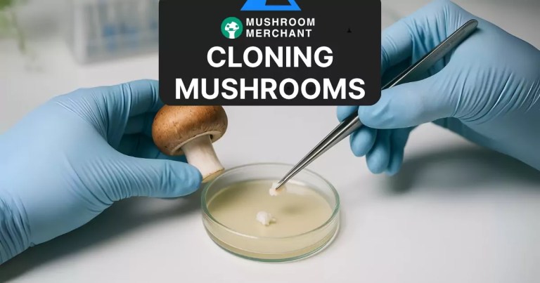 mushroom cloning on agar plate