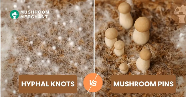 mushroom pins vs hyphal knots