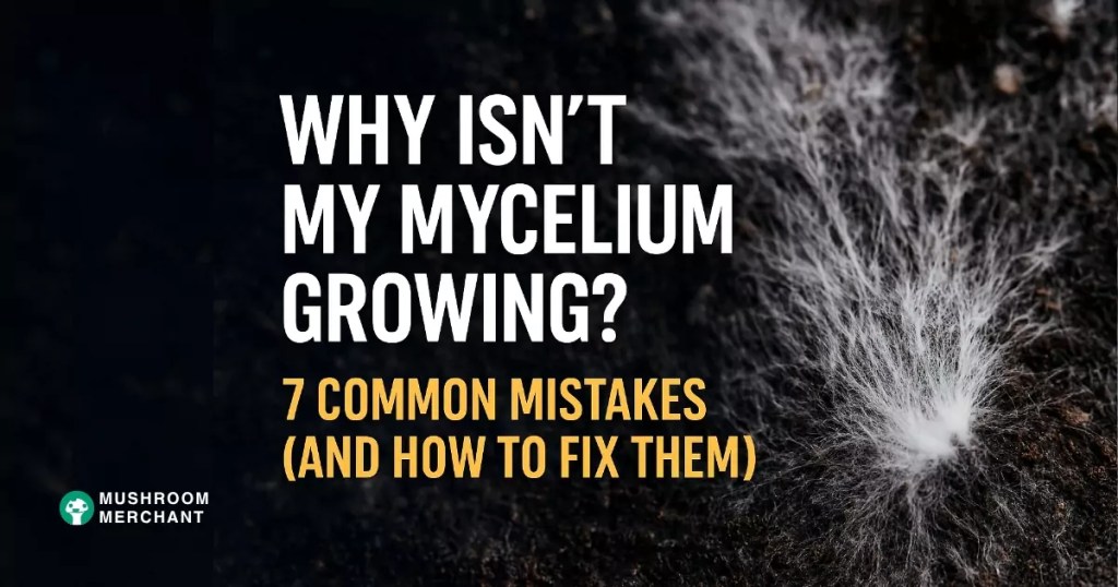 Why mycelium is not growing on black background