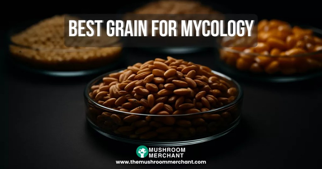 close up of the best grain for growing mushrooms